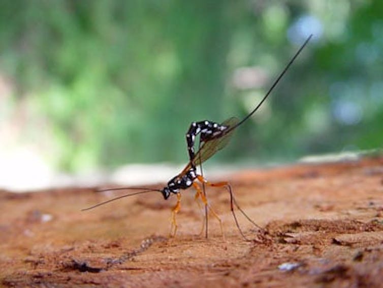 A wasp on a log, sticking its hindquarters up in the air. Attached to its rear end is a long, thin ovipositor