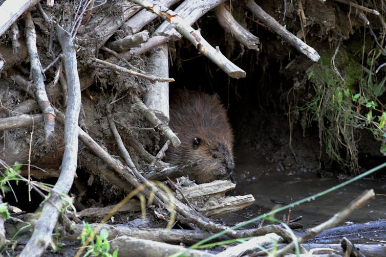 a beaver in the opening of an animal den surrounded by branches