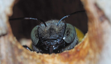 Rising Carbon Dioxide Levels May Be Wiping Out the World’s Biggest Bees