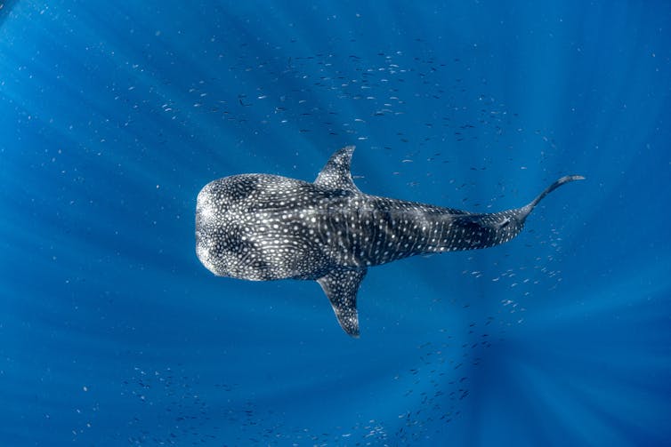 A large fish with a beautiful dotted pattern on its back seen from above in blue water.