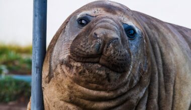 Neil the seal is more than a viral animal. He’s become a global folk hero