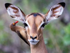 An impala looking at the camera while a bird pecks at its ear.