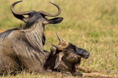 An adult wildebeest and calf lying on grass next to each other