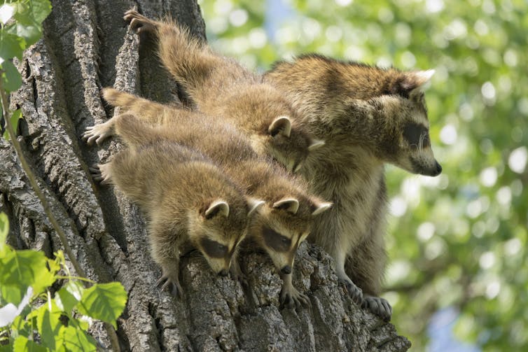 Family of raccoons\ perched in a tree, looking down