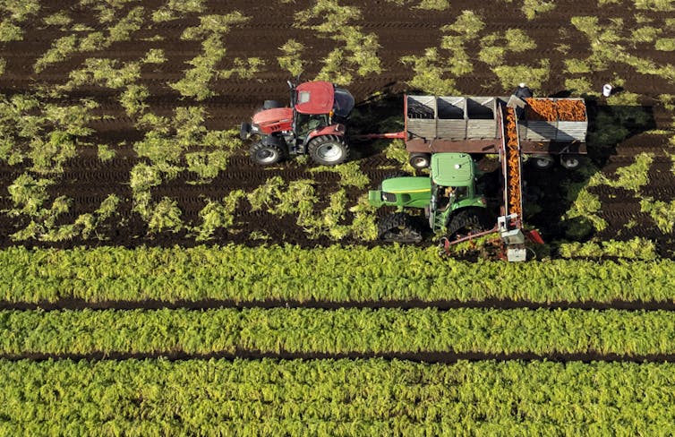 Aerial view of carrots being harvested on a farm