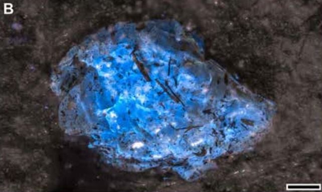 World's Oldest Amber Comes From a World 150 Million Years Before Dinosaurs
