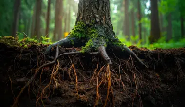 A 37-year soil experiment revealed a hidden climate threat