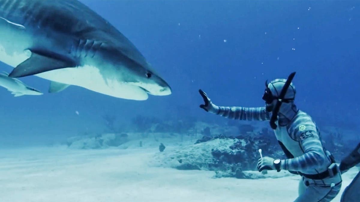 diver reaches out to touch a massive shark