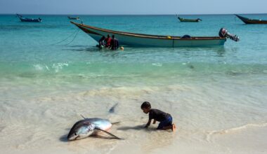 World’s oceans experience hottest June ever, scientists say more heat ahead | Climate News