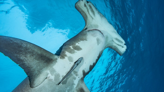BAHAMAS, CARIBBEAN SEA - DECEMBER 2007: A great hammerhead shark (Sphyrna mokarran) swimming close to the surface on December 24, 2007 in Bimini, Bahamas, Caribbean Sea.