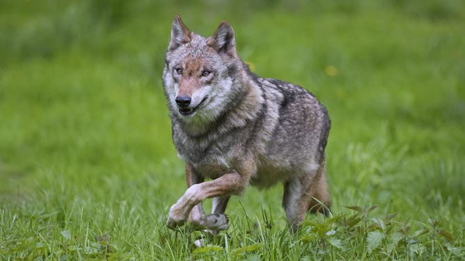 Solitary Eurasian wolf. European gray wolf. grey wolf (Canis lupus) running in meadow. grassland.