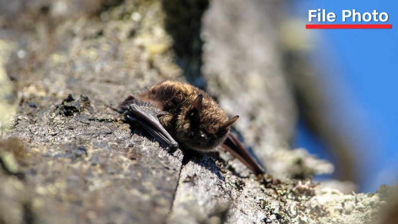 Canadian boy, 11, died from rabies after waking up with bat on his mouth