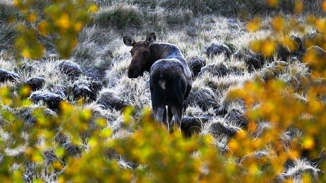 KENOSHA PASS, CO- SEPTEMBER 17: A moose grazes in a frost-covered field as fall colors begin to emerge on Kenosha Pass in Colorado on Sept. 17, 2025.