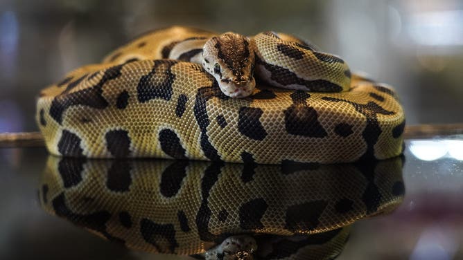 Ball Pythons are displayed at The Grand Exotic Pet & Ball Python International 2026 in Bangkok, Thailand. The event exhibits hundreds of exotic animals from breeders for sale as pets to enthusiasts.