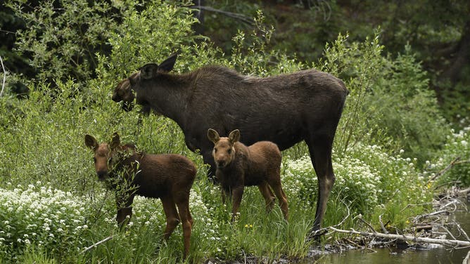 BRECKENRIDGE, CO - JULY 6: A moose nibbles on branches near a stream with her two young calves by her side in the Peak 7 neighborhood near the White River National Forest on July 6, 2017 in Breckenridge, Colorado.