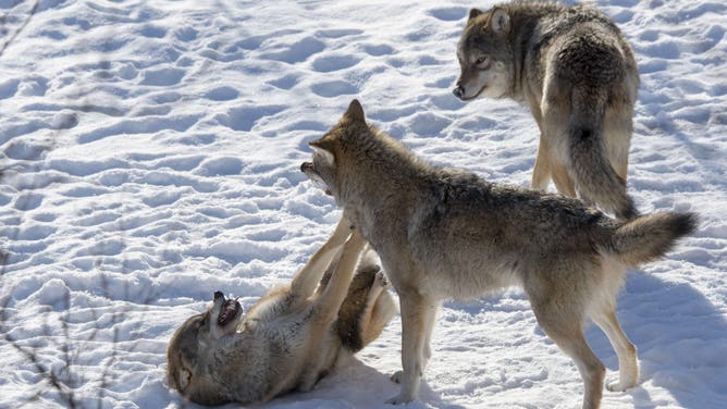 NORWAY - 2018/03/12: Gray wolves (Canis lupus) playing in the snow at a wildlife park in northern Norway.