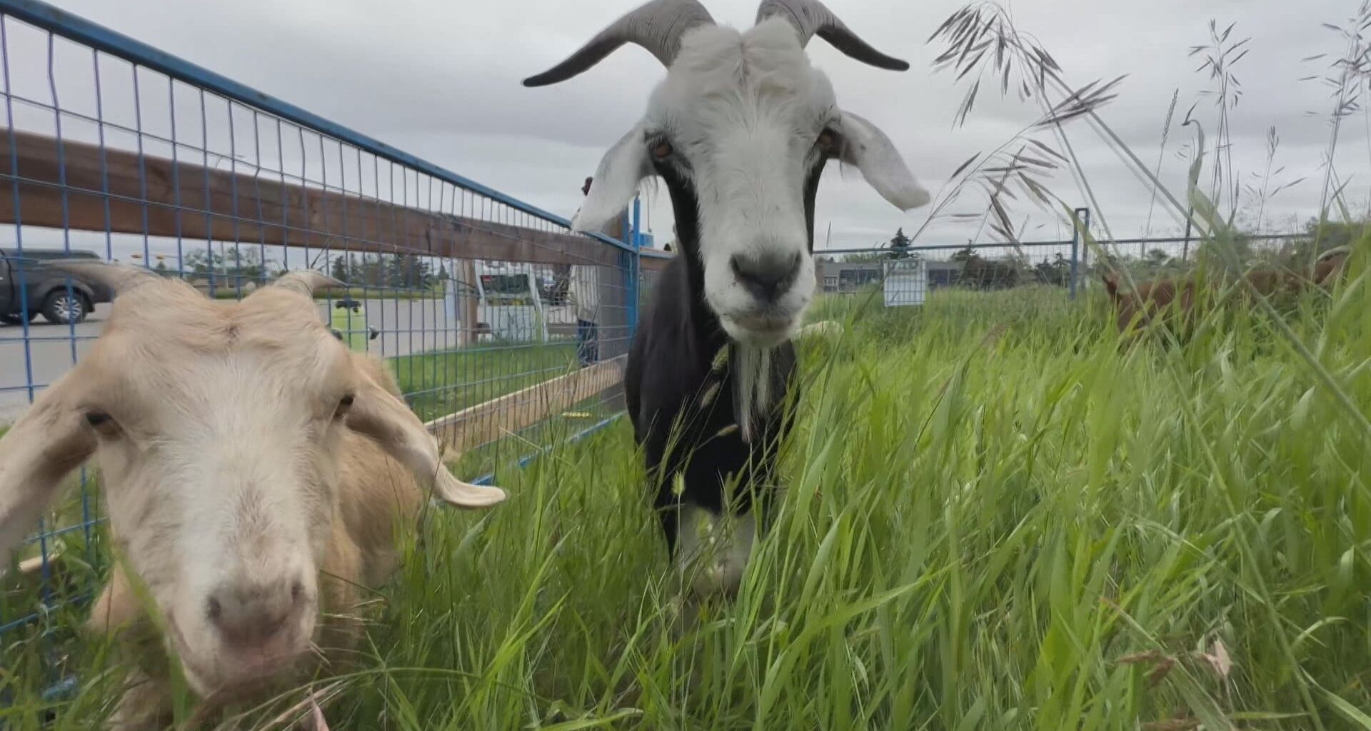 Hundreds of grazing goats return to Calgary's Nose Hill Park