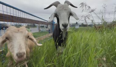 Hundreds of grazing goats return to Calgary's Nose Hill Park