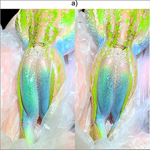Tissue-wide iridescence in the inner thigh skin of an adult green and golden bell frog, Ranoidea aurea. Each image pair shows the same individual photographed at different viewing angles, including (a) far field photographs demonstrating an iridescent color shift of inner blue thigh skin whilst the green outer thigh and back skin show no color shift. Credit: Austral Ecology
