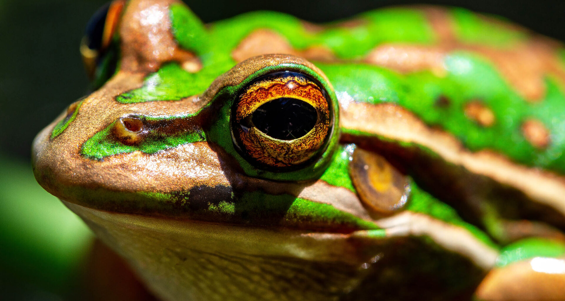 Iconic Australian frog found with rare color-shifting iridescent skin