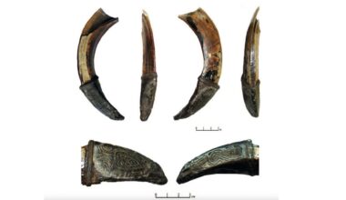 Decorated wild-boar tusk found in Russia may have been medieval warrior's good-luck charm