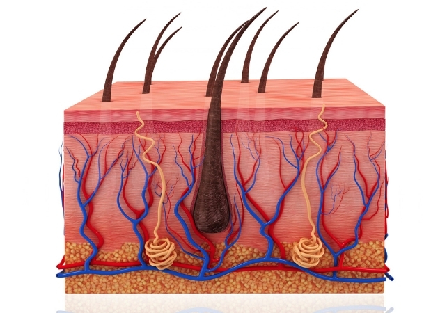 Hair follicles coming out of human skin 