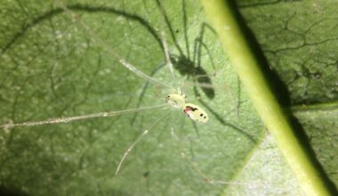 A spider in the Himalayas wears the same red smiling face as Hawaii's famous happy-face spider — and its DNA marks it as a new species, not the Hawaiian one long thought to wear that grin alone