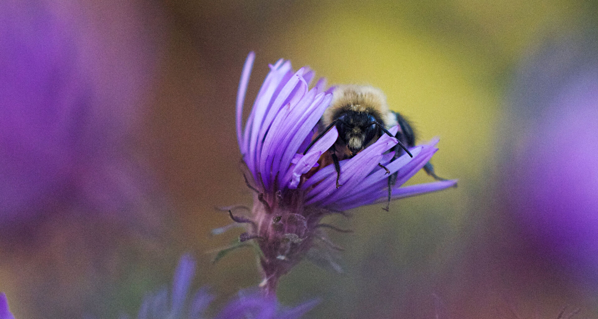 On autumn asters, bumblebees find warmth at season’s end