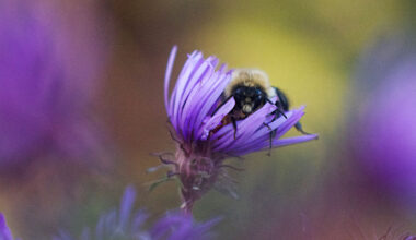 On autumn asters, bumblebees find warmth at season’s end
