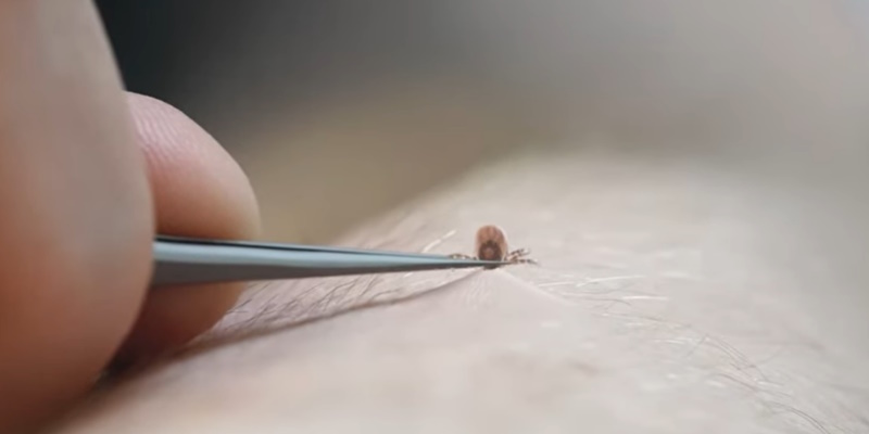 Concerns About Ticks Carrying Lyme Disease Growing Across Canada