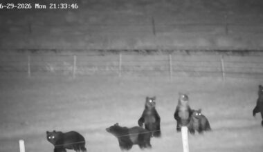 Holy Cow! Montana Rancher Spots 'Herd' Of 7 Grizzlies On Property