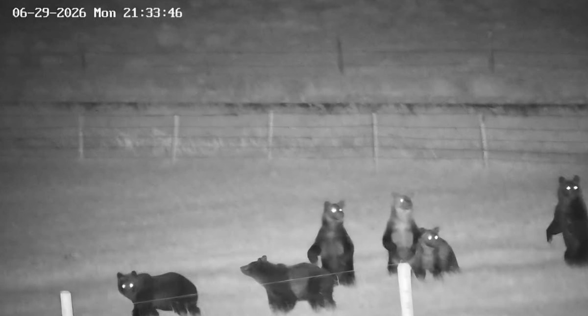 Holy Cow! Montana Rancher Spots 'Herd' Of 7 Grizzlies On Property