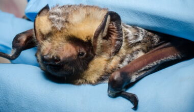 Local Vet Says Any Possible Contact with Bats Should be Taken 'Very Seriously'