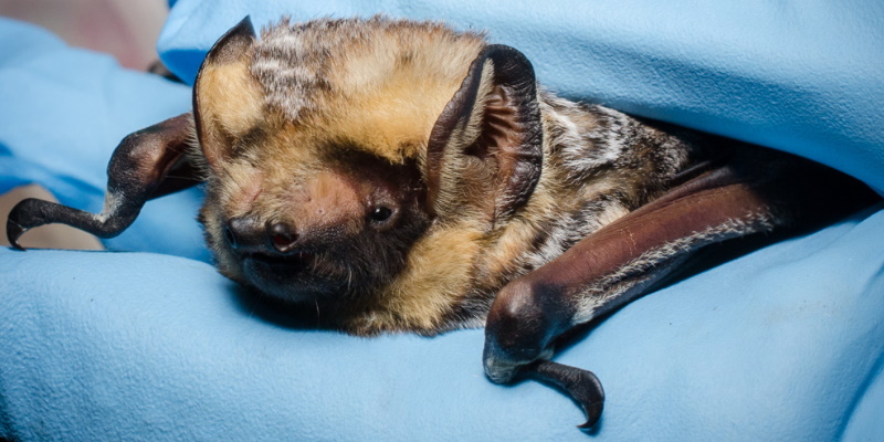 Local Vet Says Any Possible Contact with Bats Should be Taken 'Very Seriously'