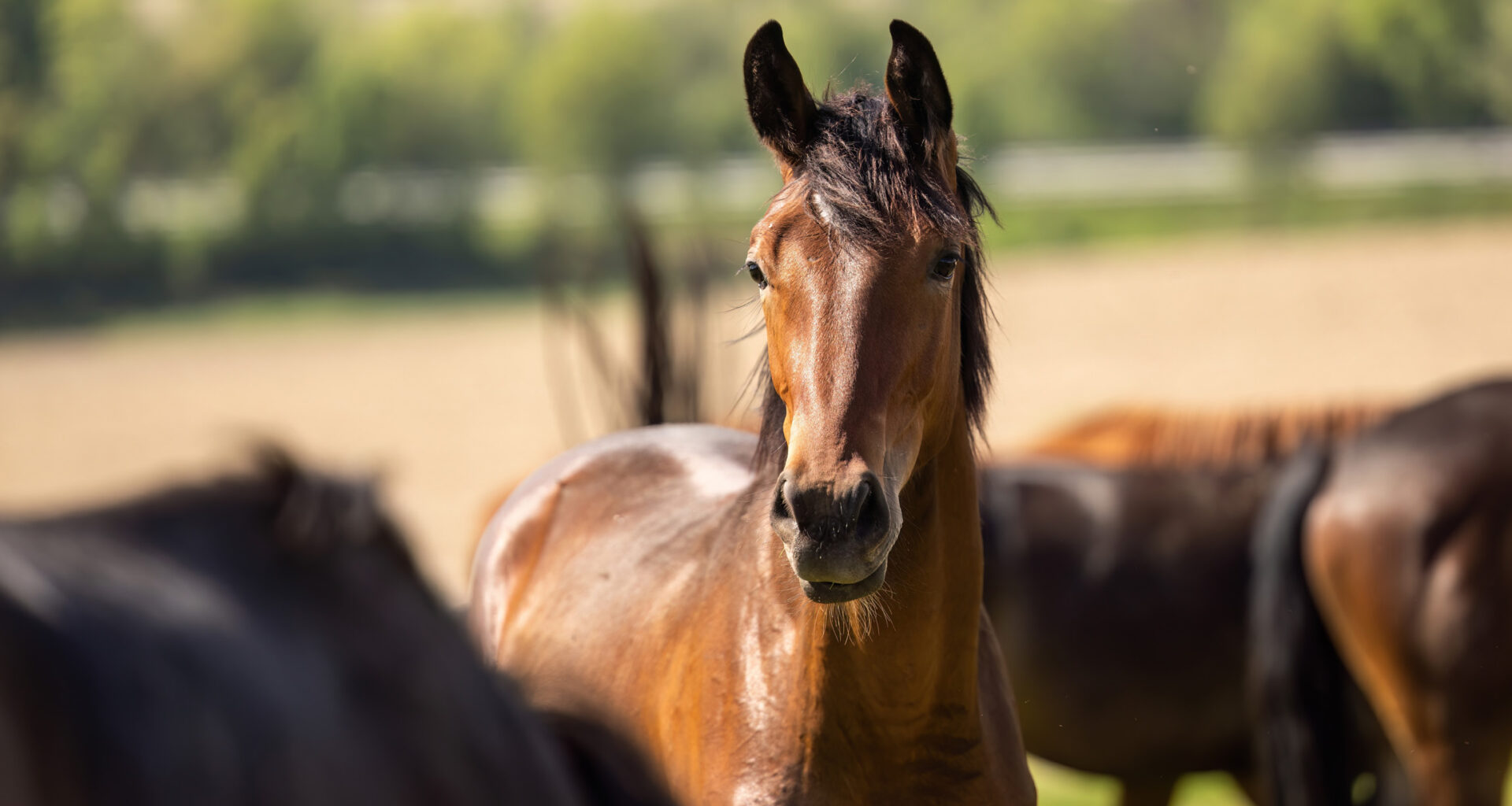 Horses can still recognize predators despite domestication