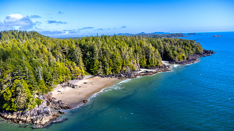 A dense forest in the Pacific Rim National Park Reserve
