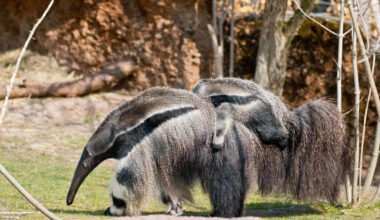 Baby Anteaters Cling to Mom’s Back for Up to 2 Years