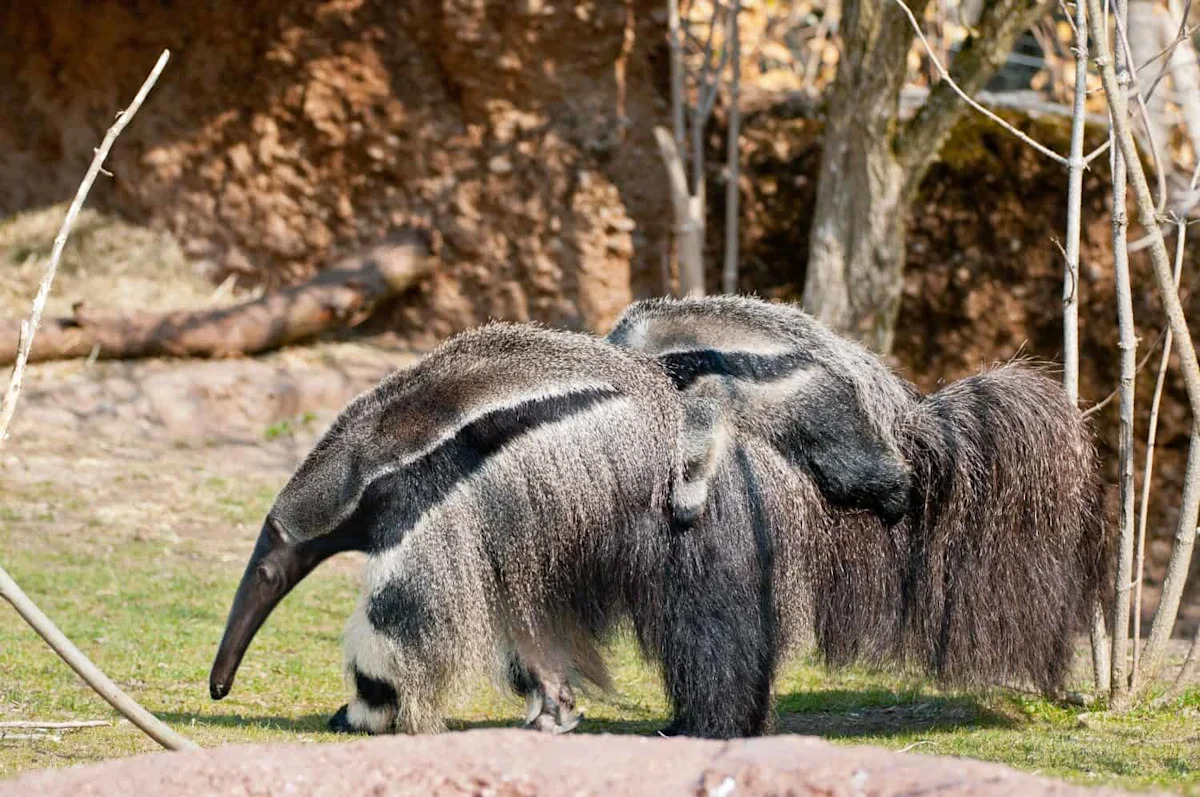 Baby Anteaters Cling to Mom’s Back for Up to 2 Years