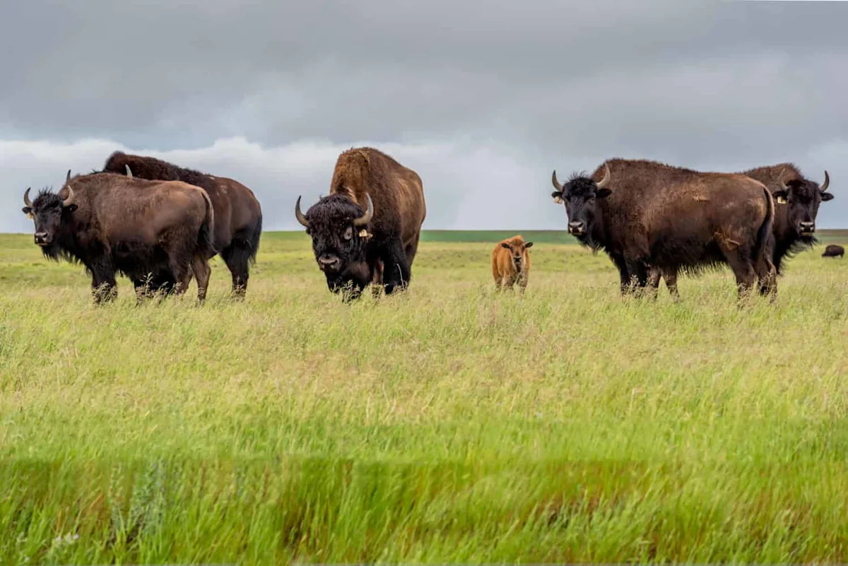 Baby Bison Nova: Born in Joy, Lost Within Days at South Park