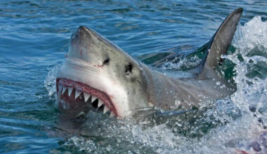 How to Track Contender, the 1,700-Pound Great White Shark Heading to Cape Cod