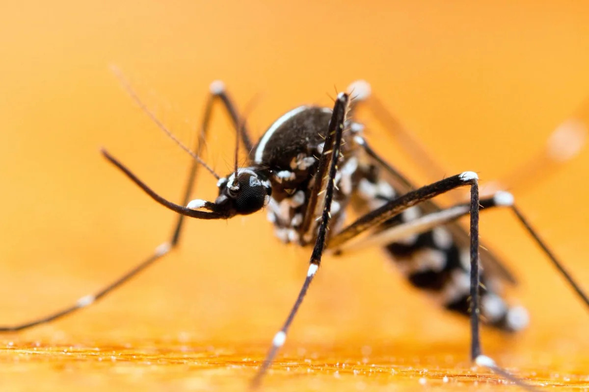 Tiger mosquitoes are spreading in Canada – and citizen scientists are helping track them