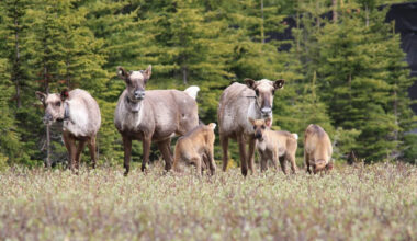 Province establishes protected area larger than city of Surrey in northeast B.C.