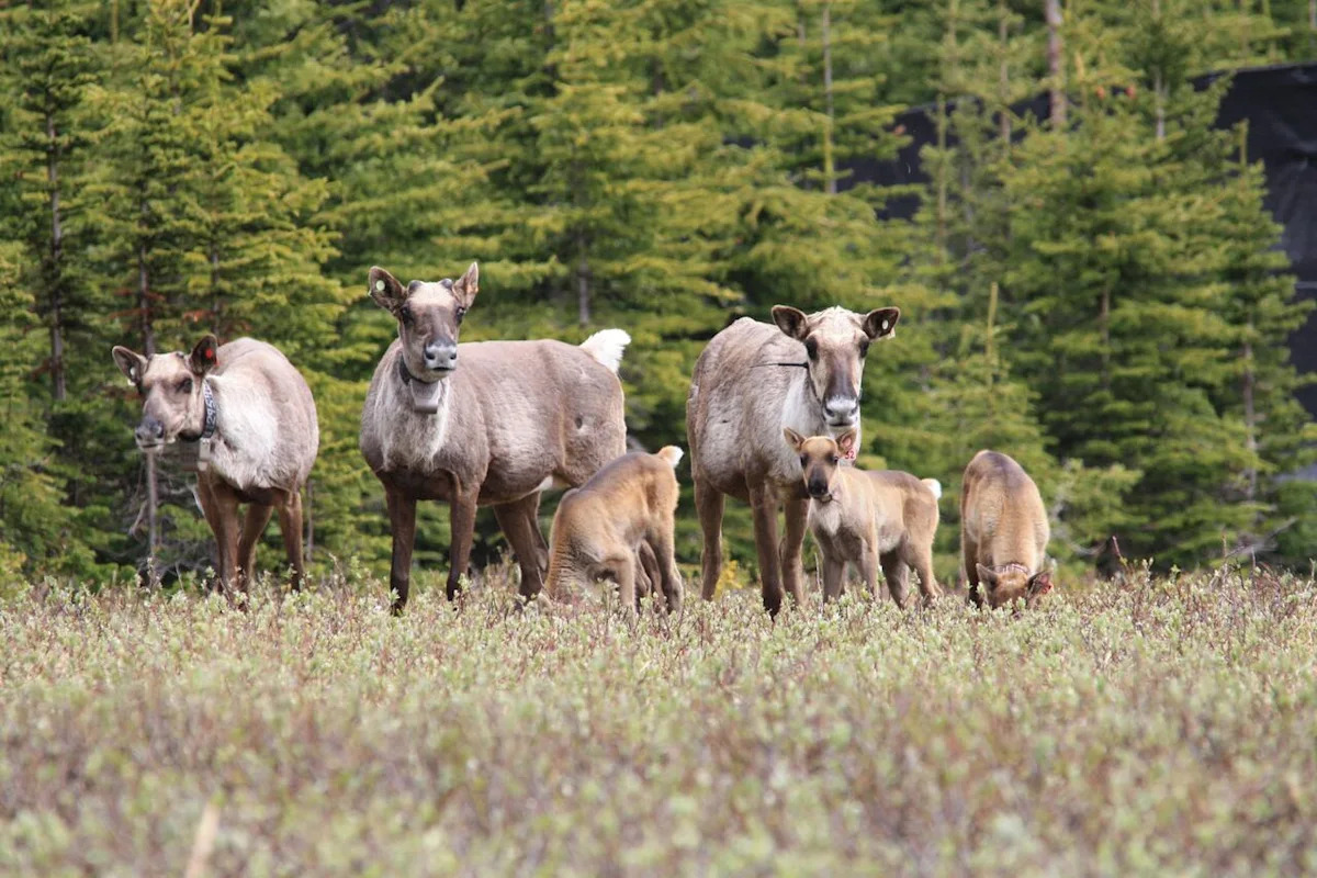 Province establishes protected area larger than city of Surrey in northeast B.C.