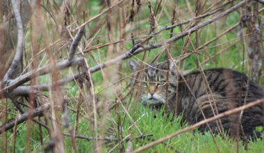 'It was biting and scratching,' says Quebec woman attacked by rabid cat
