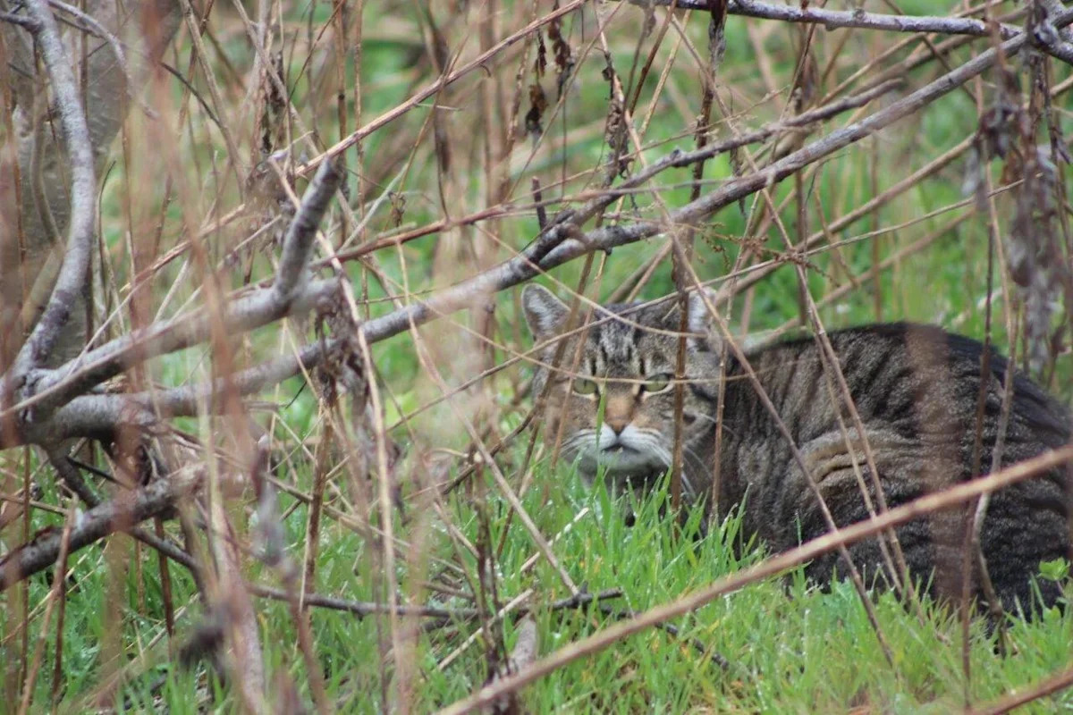 'It was biting and scratching,' says Quebec woman attacked by rabid cat