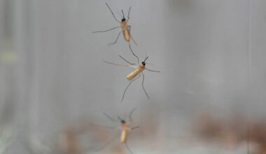 Edmonton has 15 times more mosquitoes now than at same time last year, city scientist says