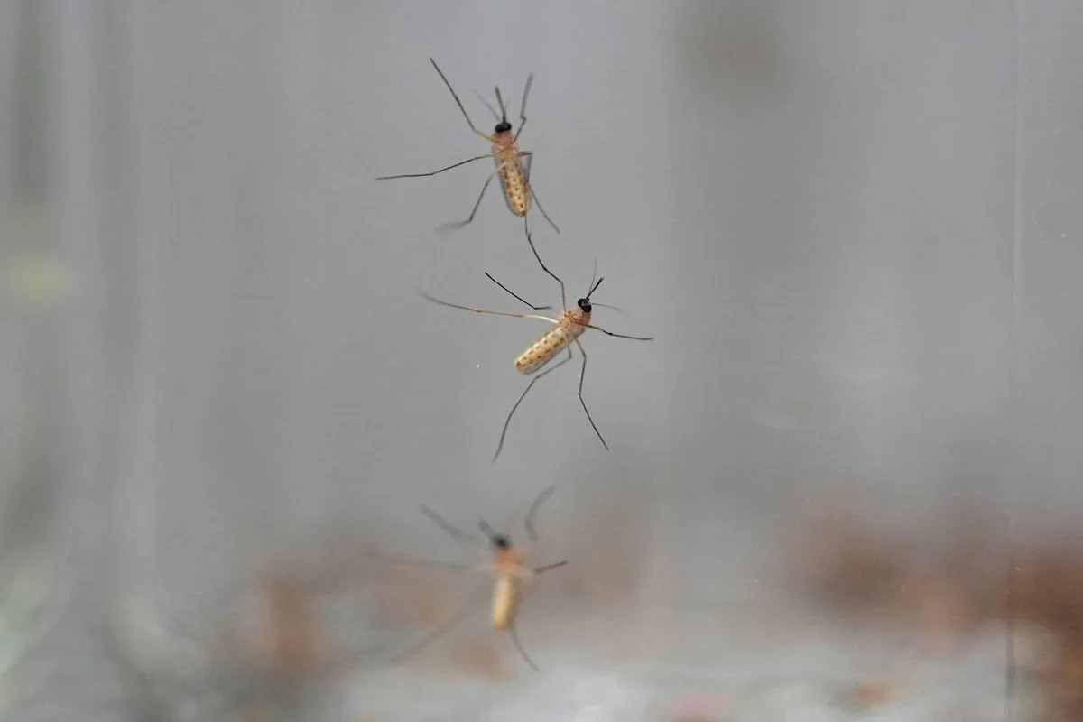 Edmonton has 15 times more mosquitoes now than at same time last year, city scientist says