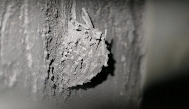 Winnipeg couple becomes unwitting hosts to 'musical roommates' as threatened chimney swifts move in