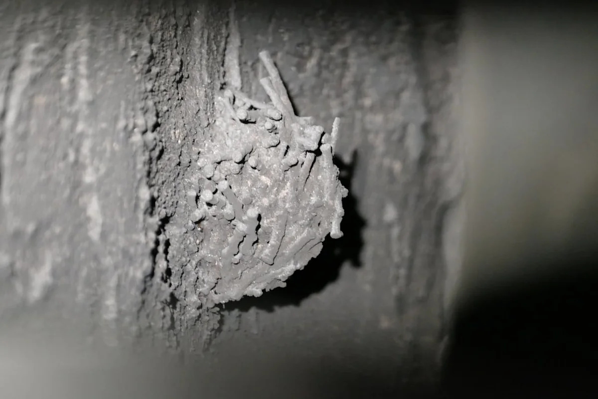 Winnipeg couple becomes unwitting hosts to 'musical roommates' as threatened chimney swifts move in