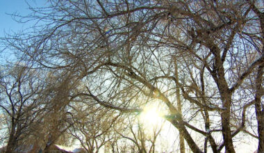 Mayor bringing plan to reverse cut to tree budget at last Winnipeg council meeting before break